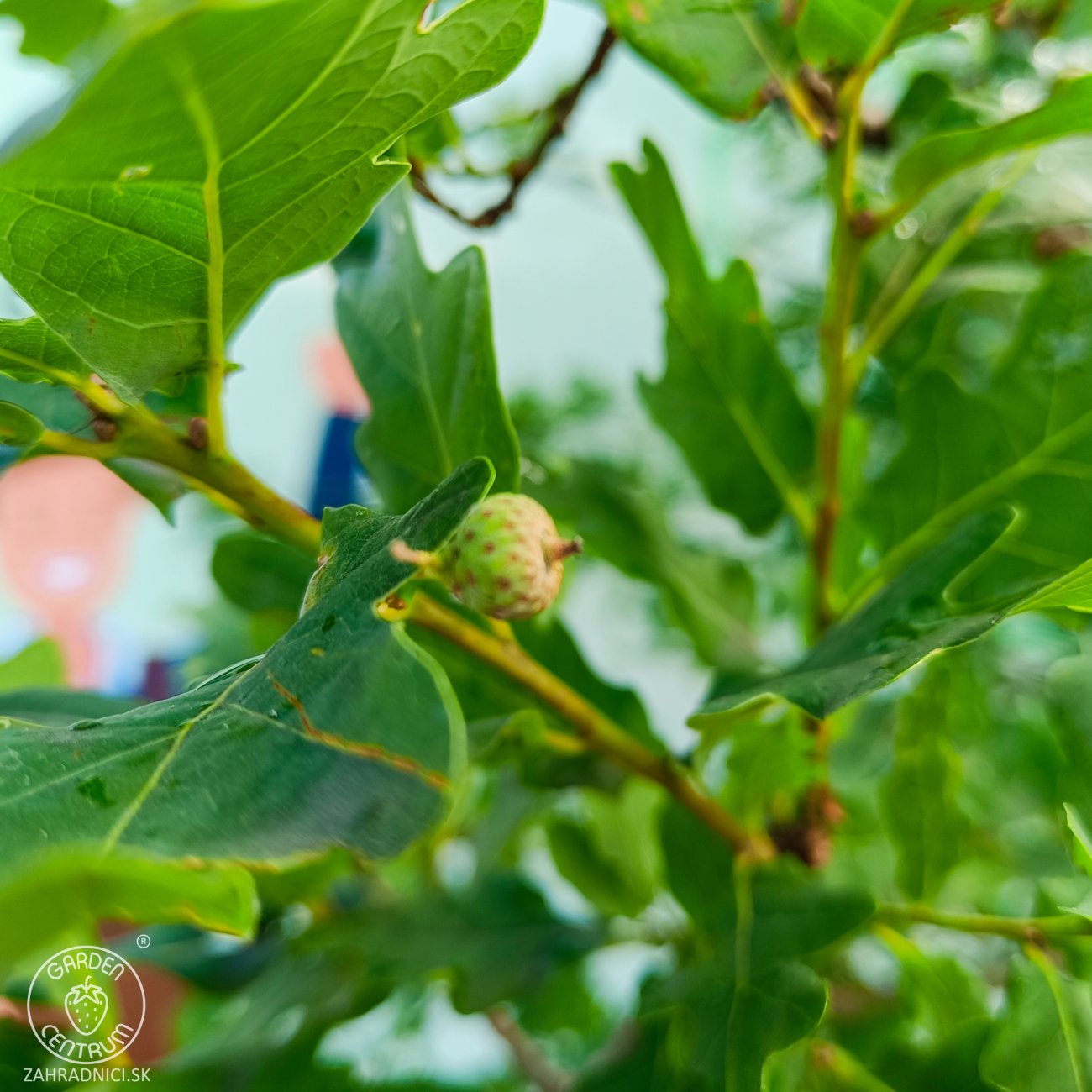Obrázok Dub plstnatý (Quercus pubescens) - výška 300-320 cm, kont. C55L - VIACKMENNÝ